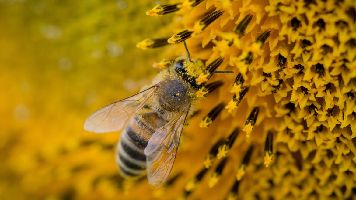 Pollen