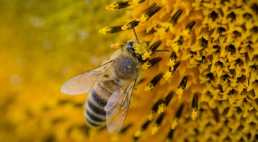 Pollen