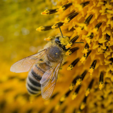 Pollen